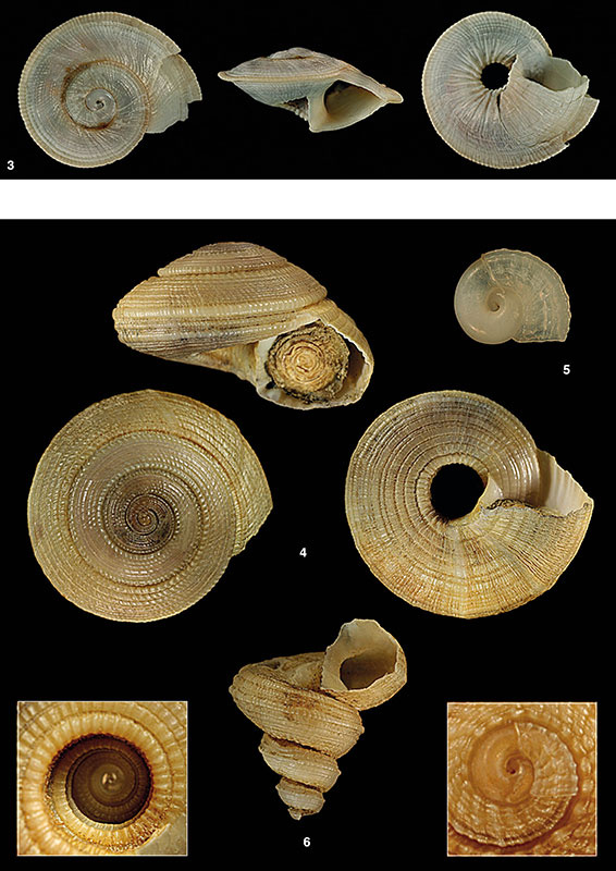 atlantidel-delle-conchiglie-marine-del-mediterraneo-1