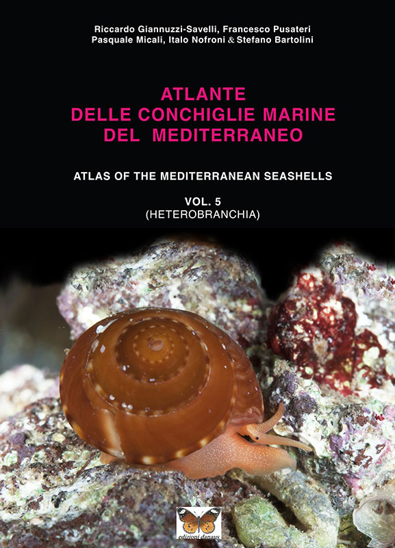 atlantidel-delle-conchiglie-marine-del-mediterraneo