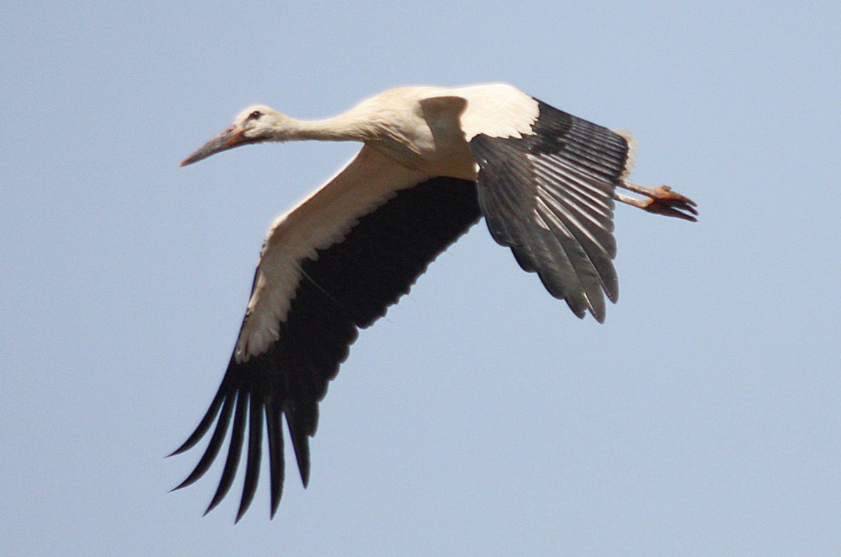 avifauna-rete-natura-2000-1