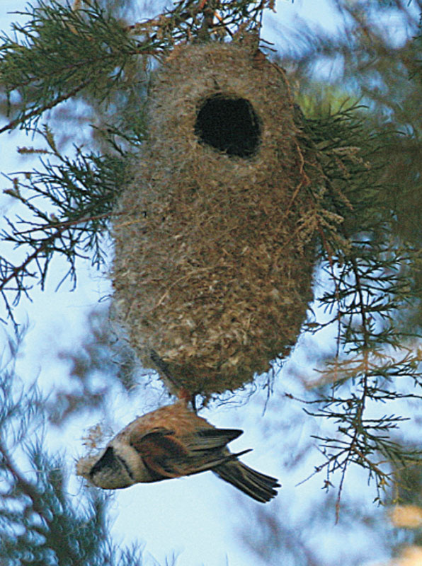 avifauna-rete-natura-2000-2