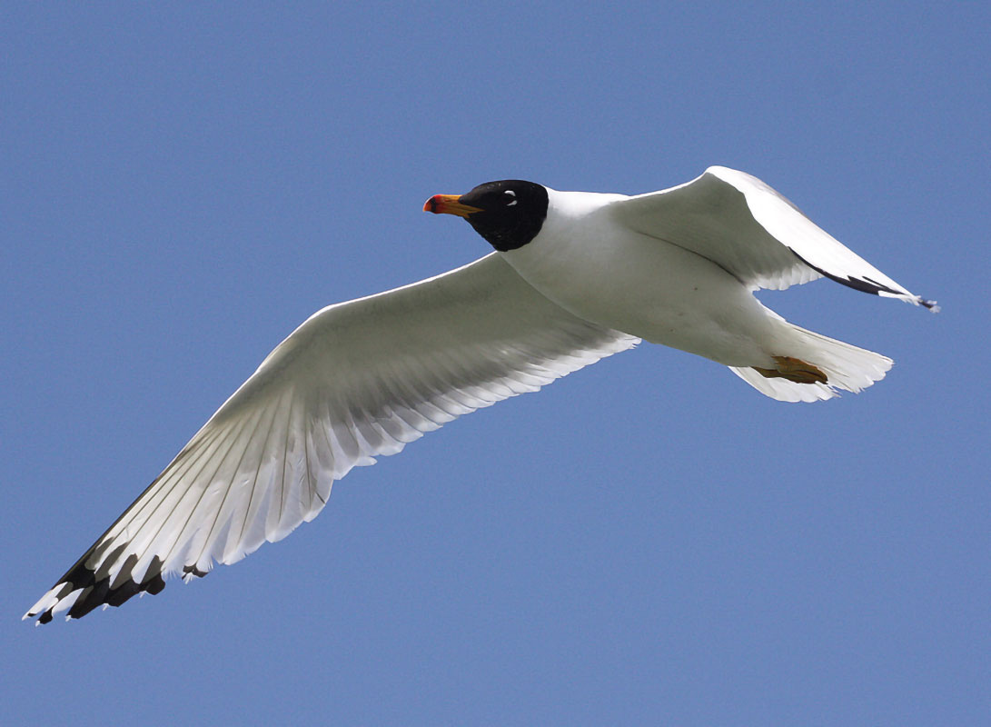 avifauna-rete-natura-2000-3