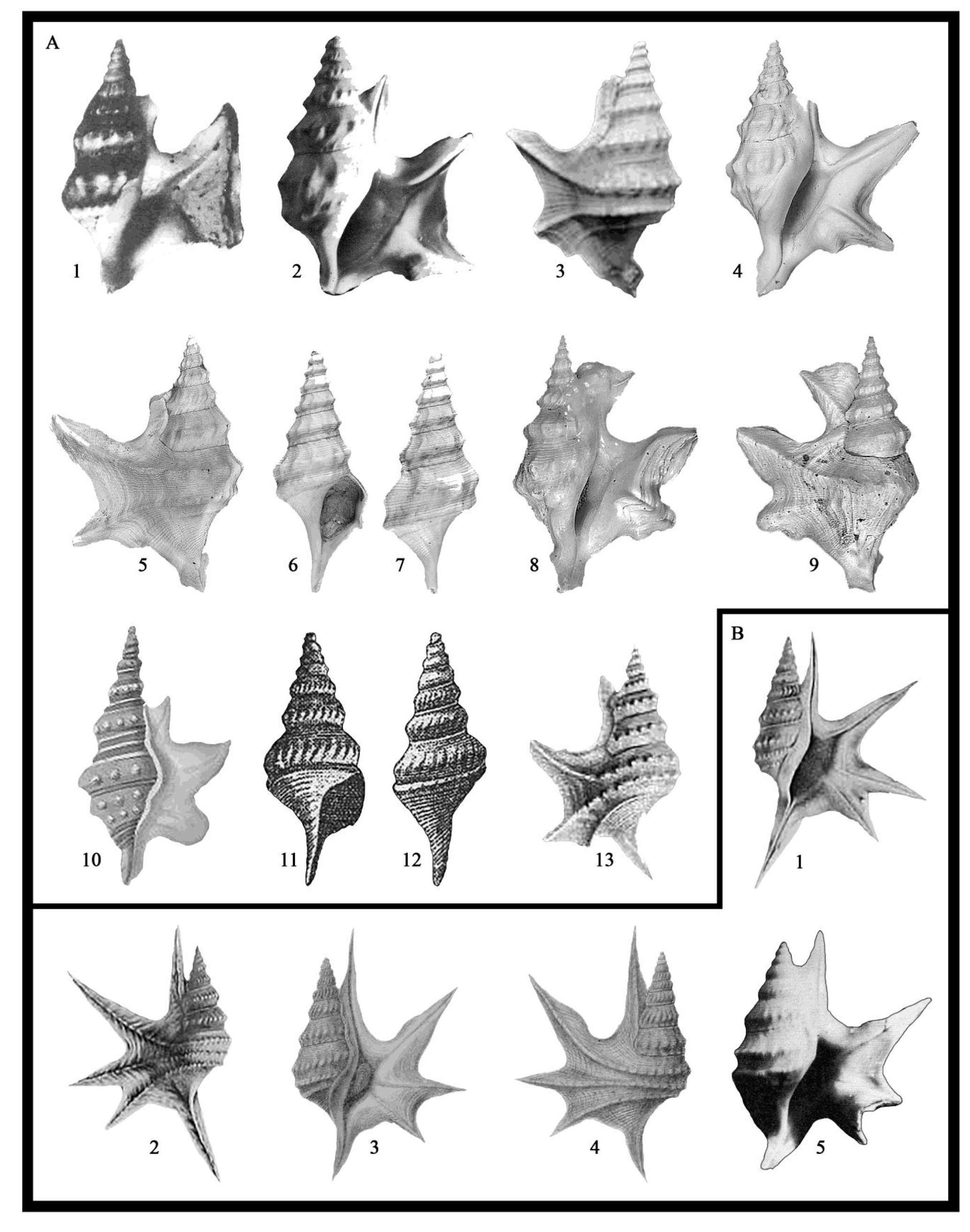 chirli-4