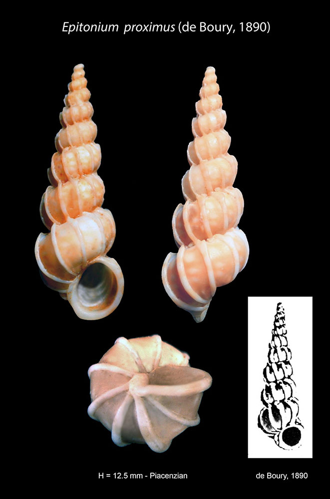 epitoniidae_3