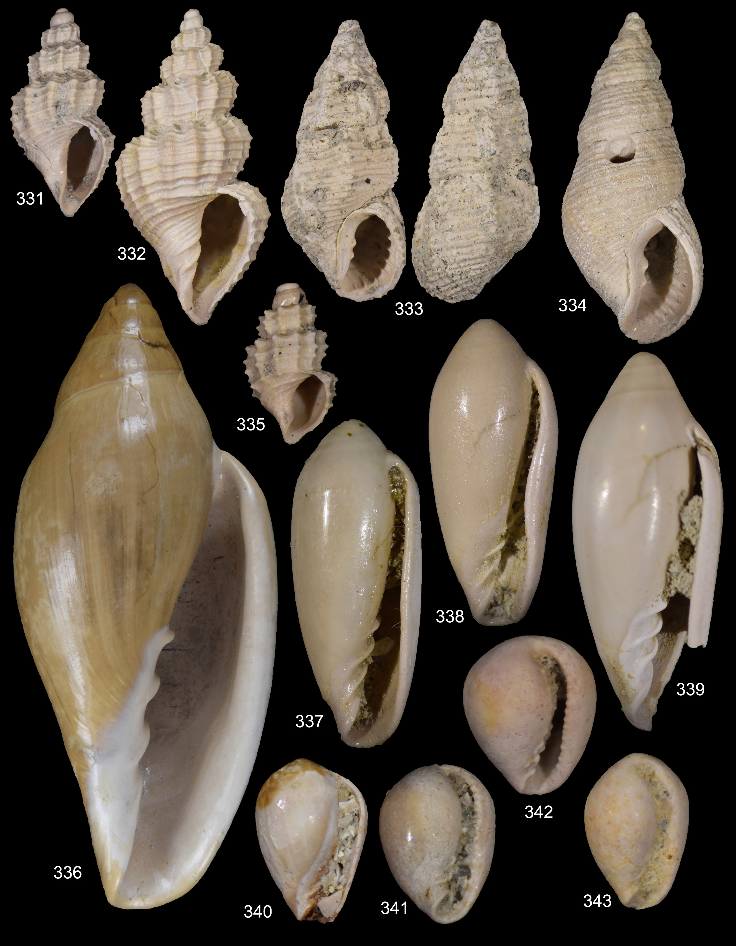 fossili-orciano-1