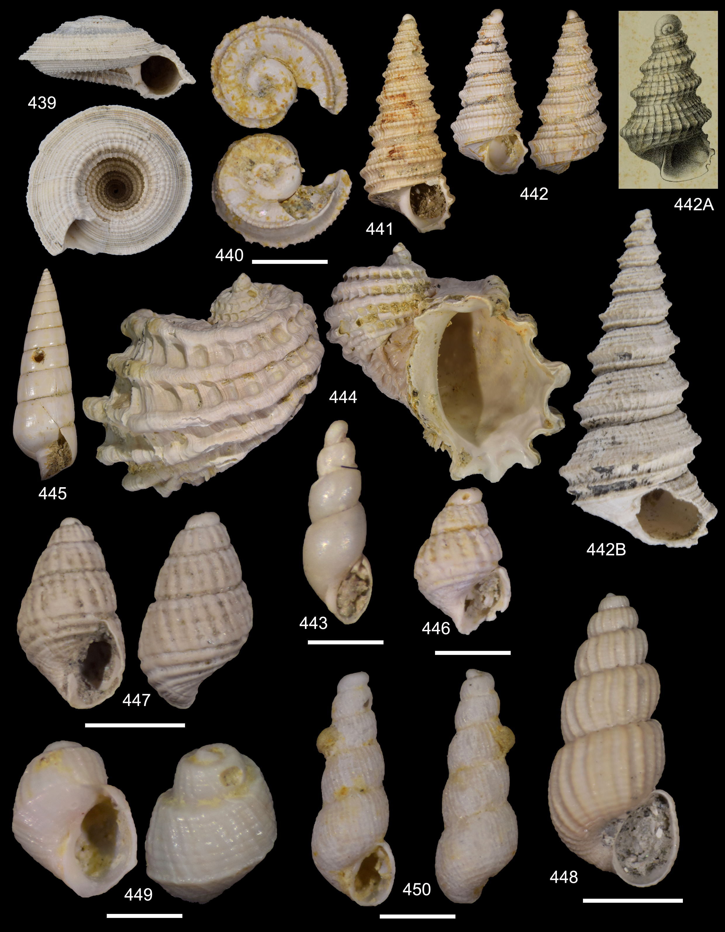 fossili-orciano-2