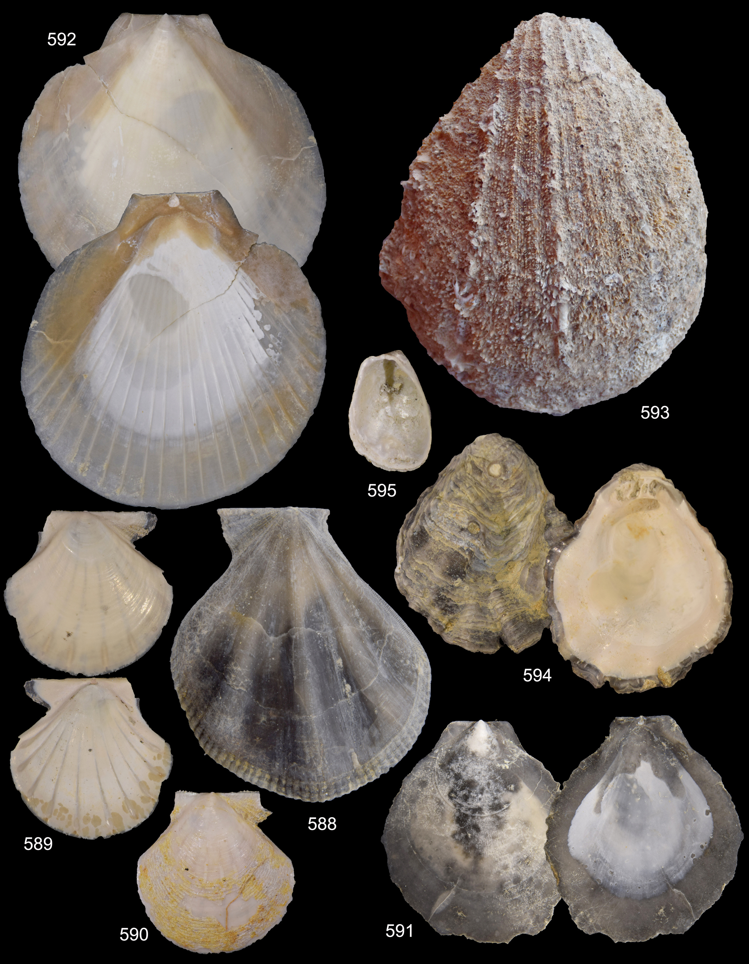fossili-orciano-3