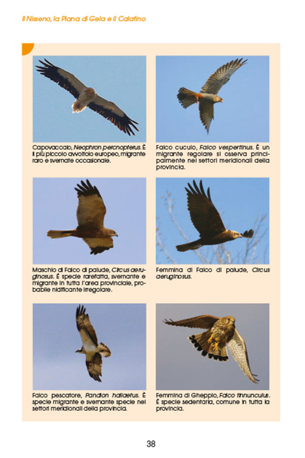 il-nisseno-la-piana-di-gela-e-il-calatino01_2043703958