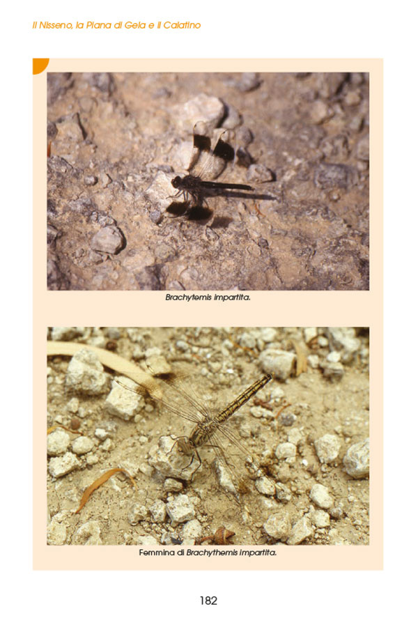 il-nisseno-la-piana-di-gela-e-il-calatino03_1437471053