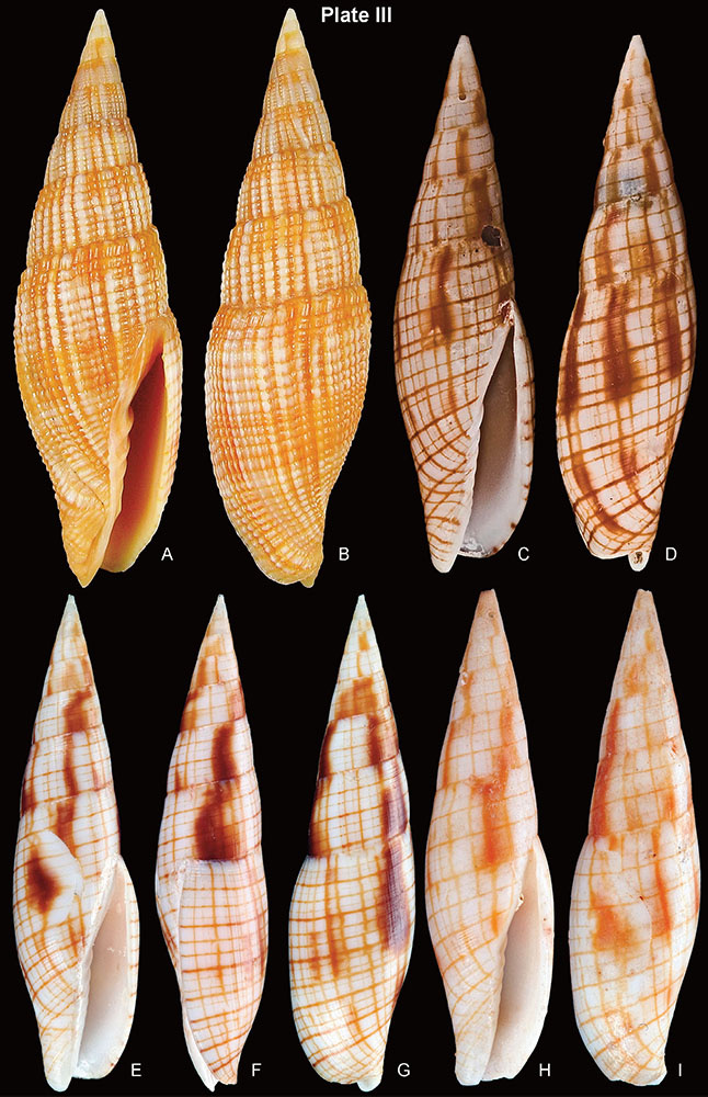 mitroidea_1