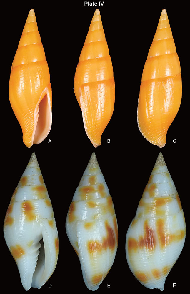 mitroidea_2