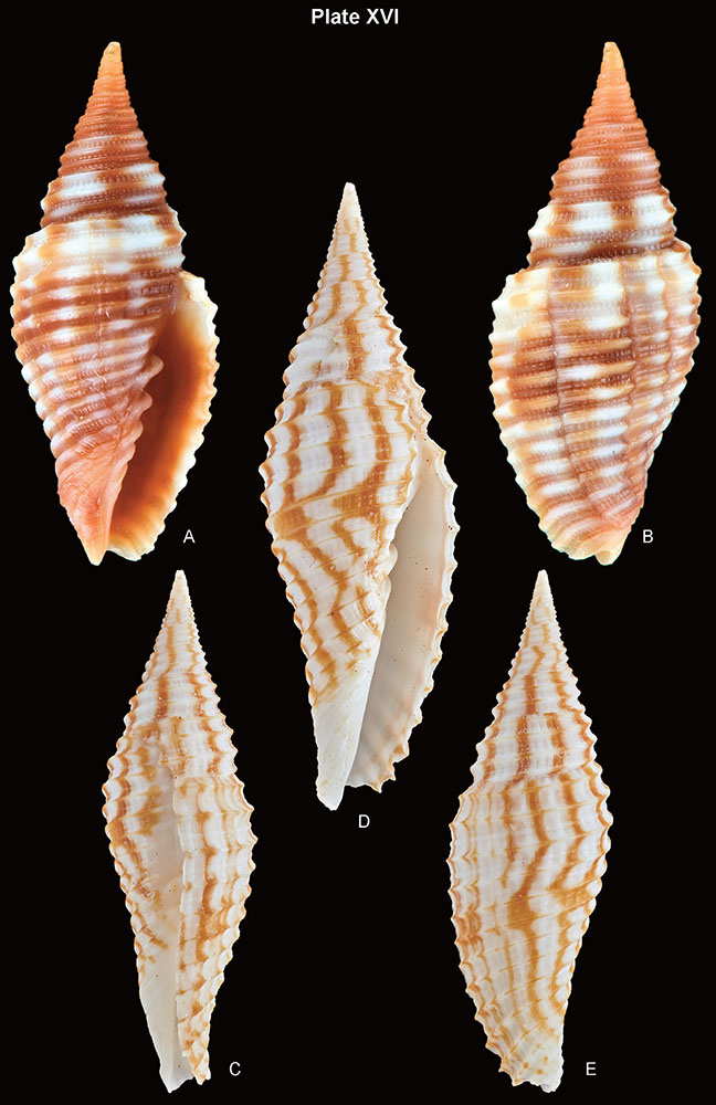 mitroidea_3