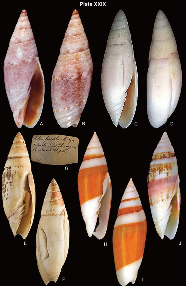 mitroidea_4
