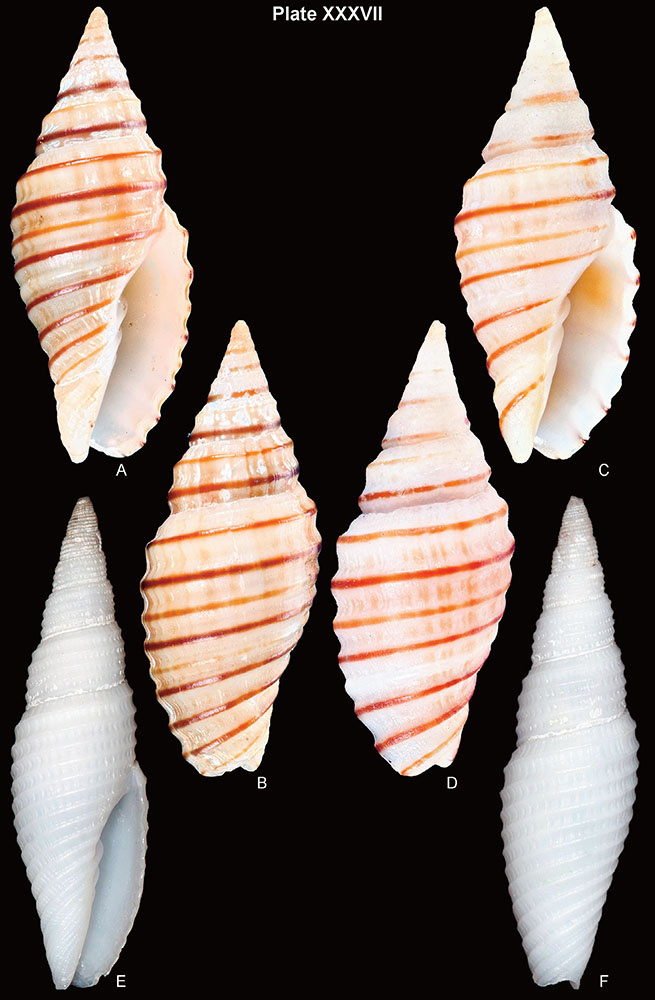 mitroidea_5