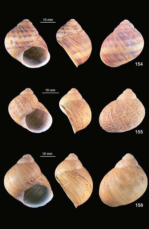 molluschi-terrestrie-e-dulciaquicoli-di-sicilia-1