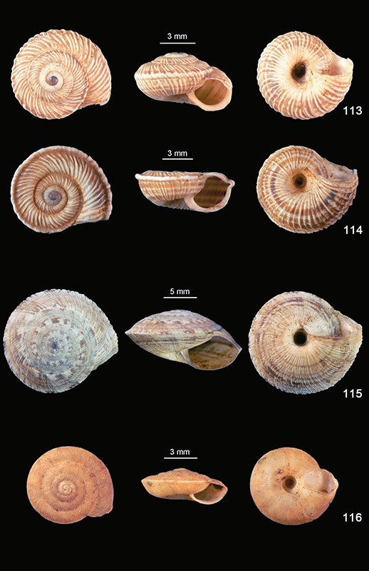 molluschi-terrestrie-e-dulciaquicoli-di-sicilia-2