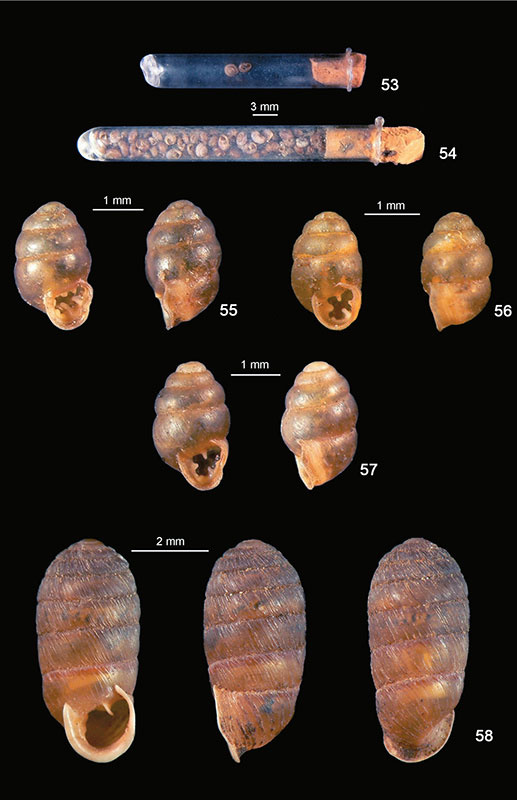 molluschi-terrestrie-e-dulciaquicoli-di-sicilia-3
