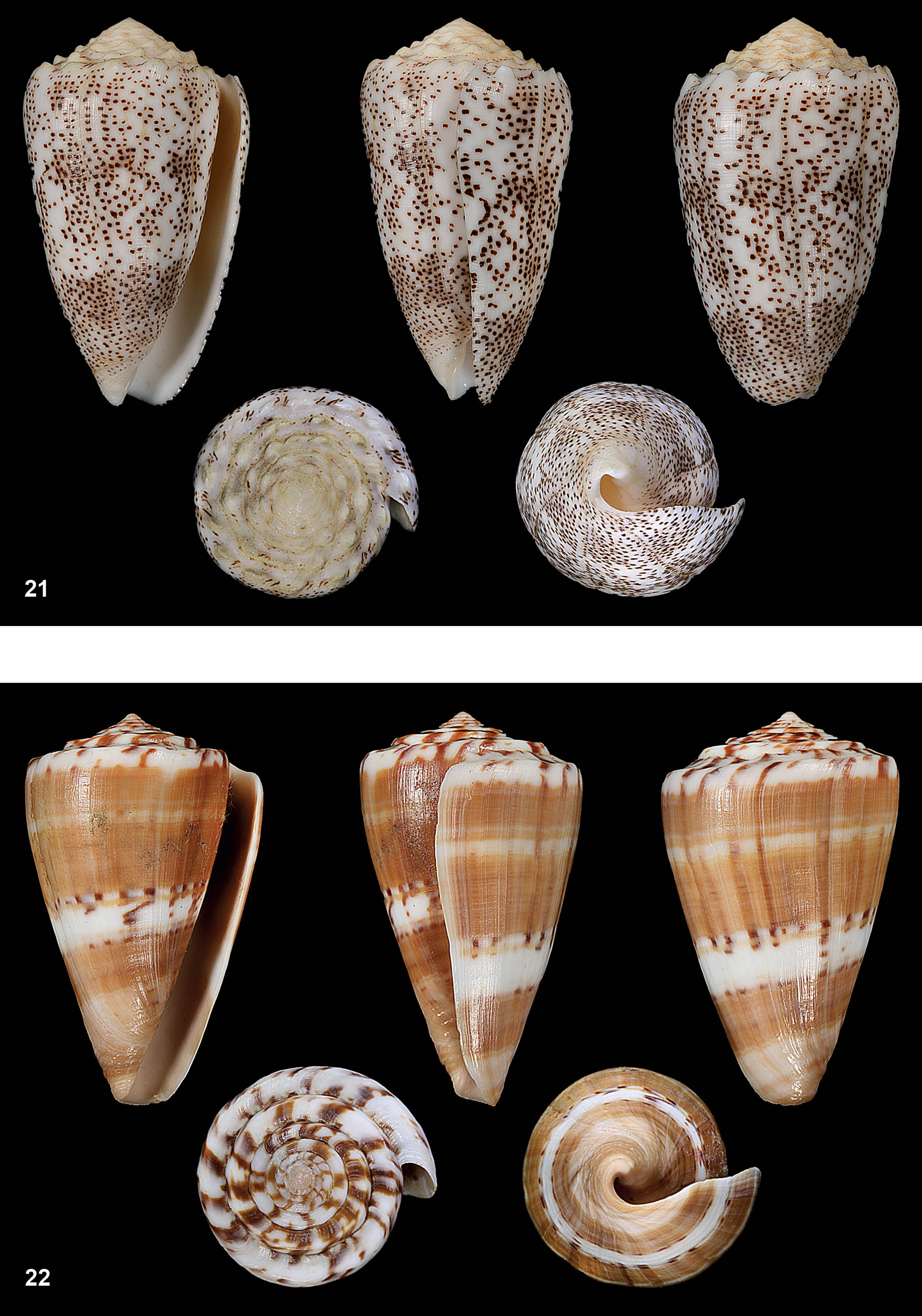 pagine_da_atlante_conoidea_1_396120778
