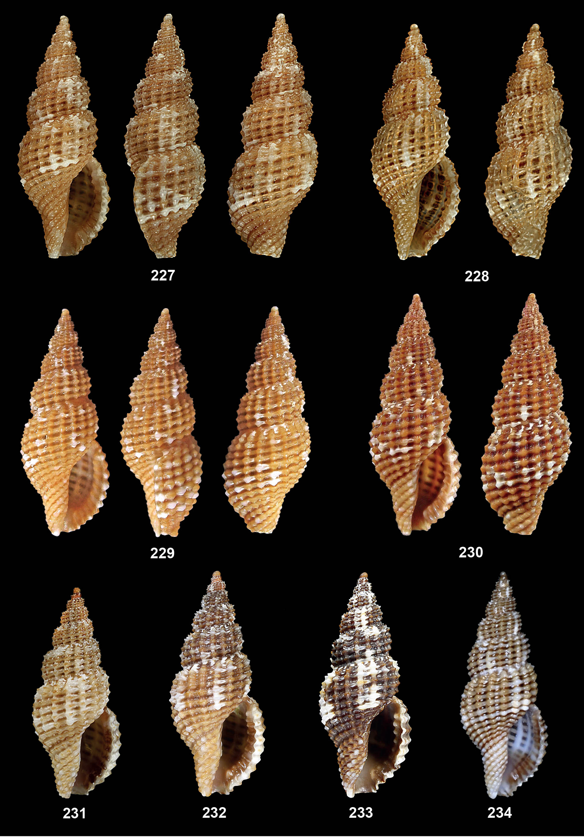 pagine_da_atlante_conoidea_2_720215139