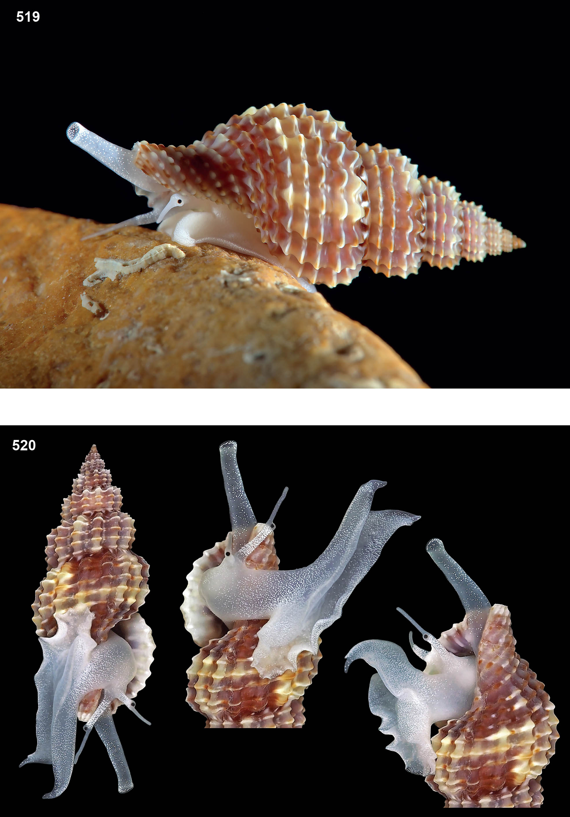 pagine_da_atlante_conoidea_3_657597748