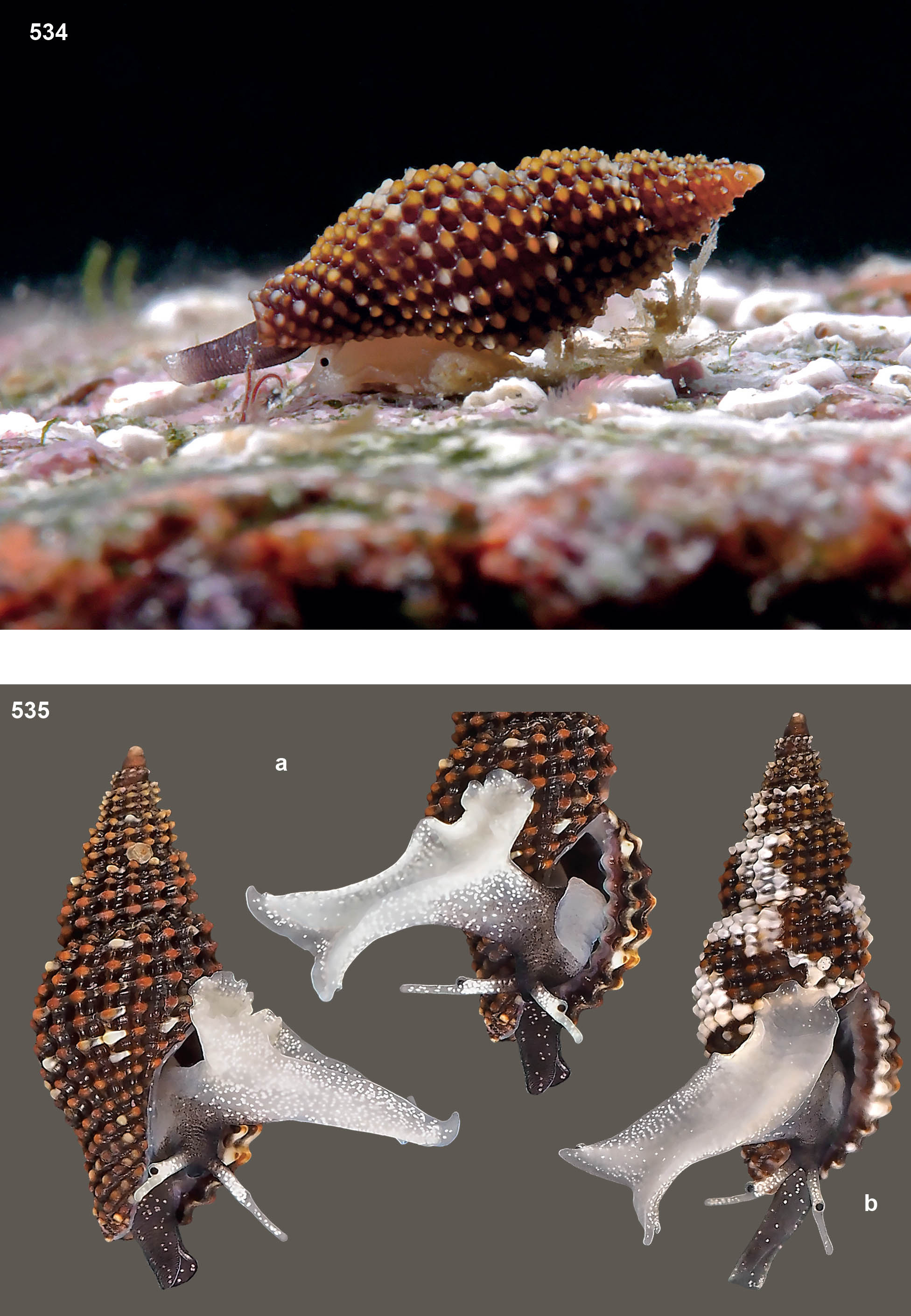 pagine_da_atlante_conoidea_4_513100516