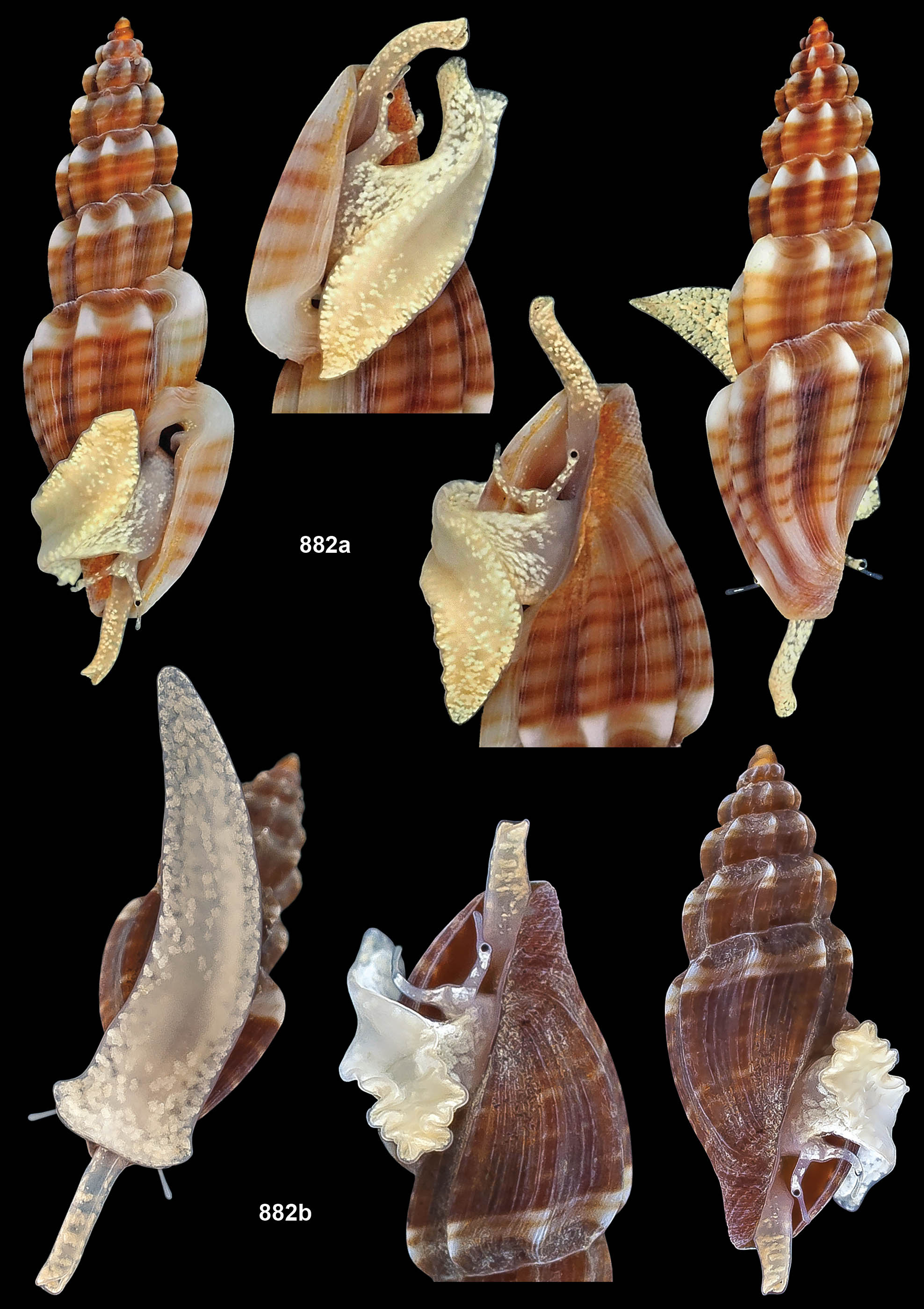 pagine_da_atlante_conoidea_5_645908765