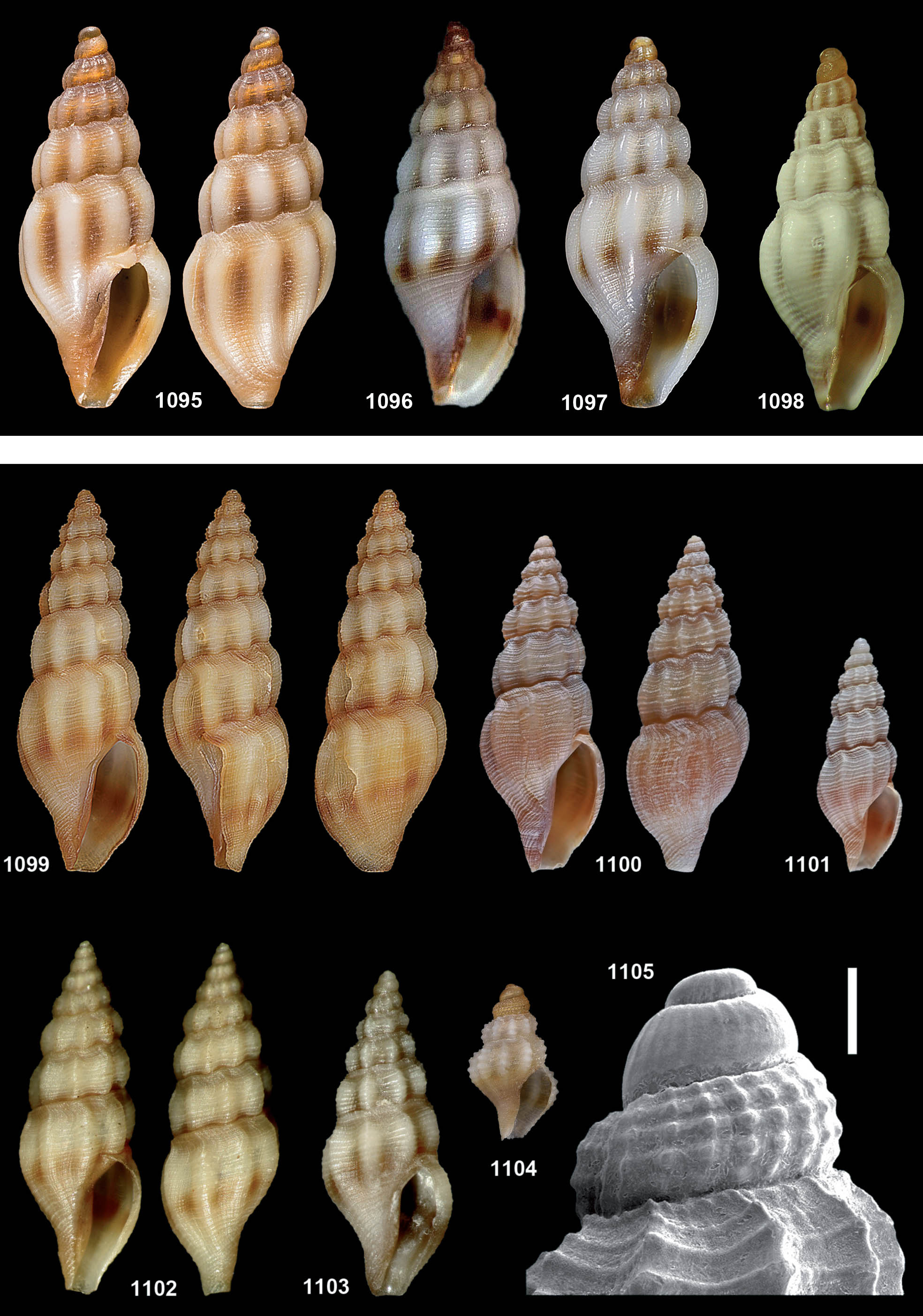 pagine_da_atlante_conoidea_6_1982796141