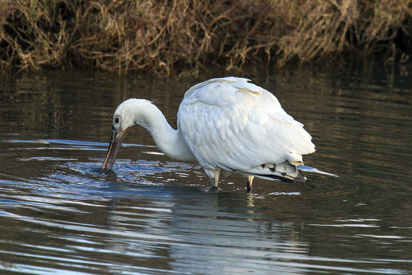 saline_147__spatola