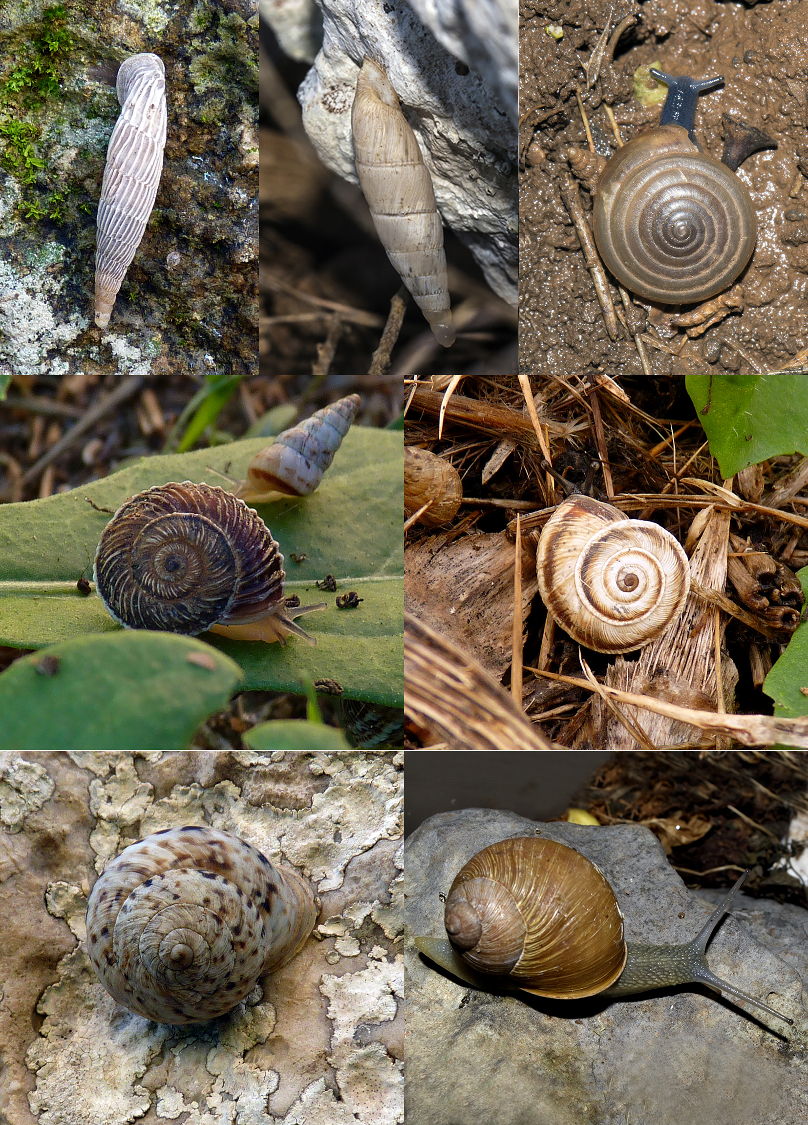 tavola_molluschi_terrestri_fig__82-88