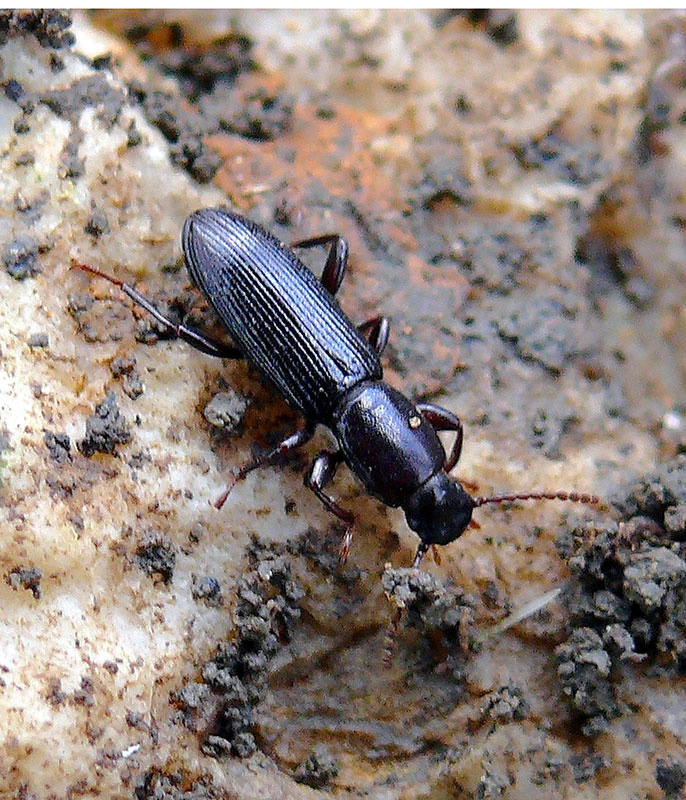 tenebrionidae-sicilia-1