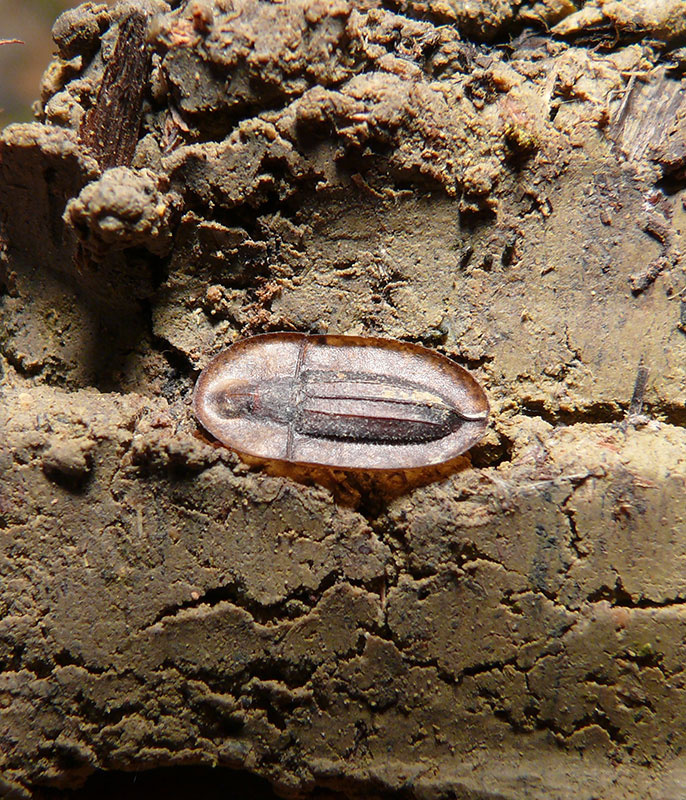 tenebrionidae-sicilia-2