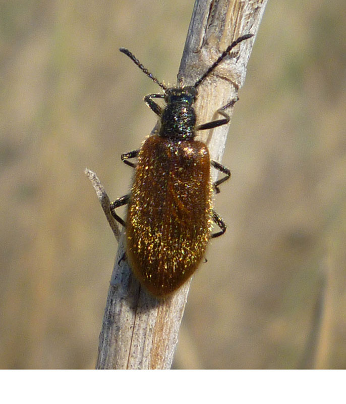 tenebrionidae-sicilia-3