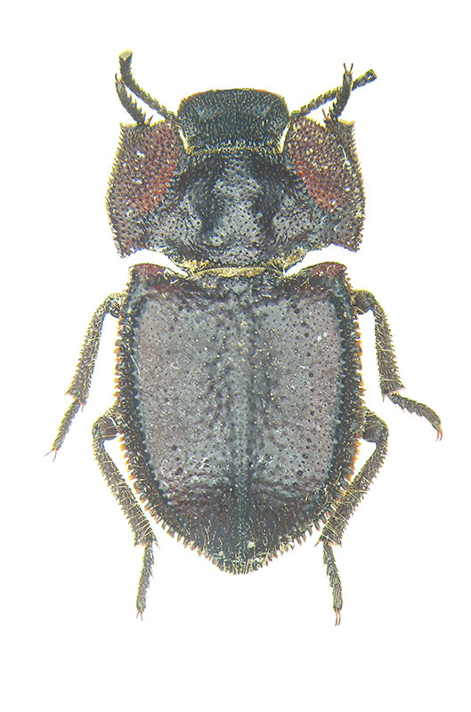 tenebrionidae-sicilia-4
