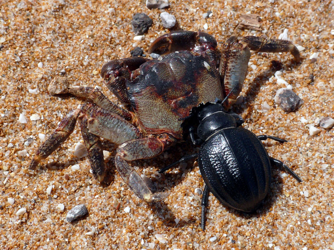 tenebrionidae-sicilia-5