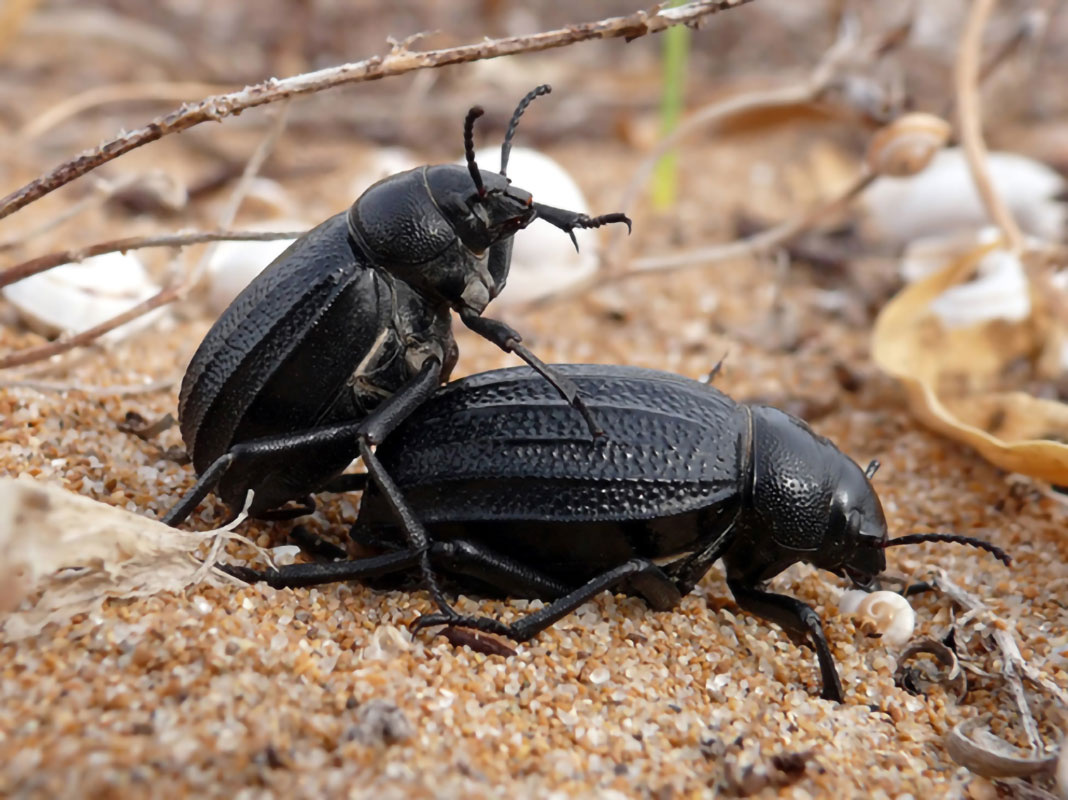 tenebrionidae-sicilia-6