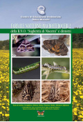 farfalle-notturne-macroeteroceri