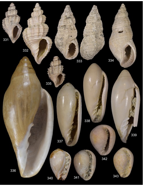 fossili-orciano-1