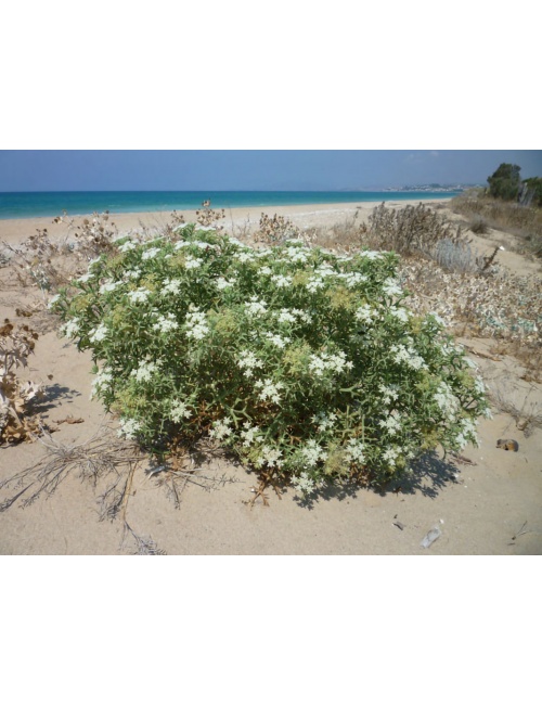 le-dune-e-gli-ambienti-umidi-costieri-della-sicilia-2