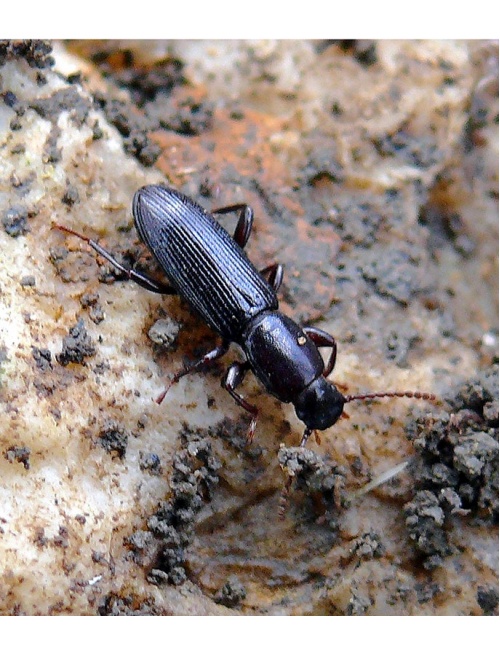 tenebrionidae-sicilia-1
