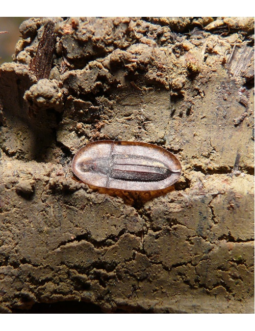 tenebrionidae-sicilia-2