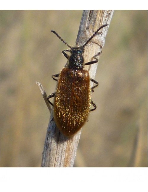 tenebrionidae-sicilia-3