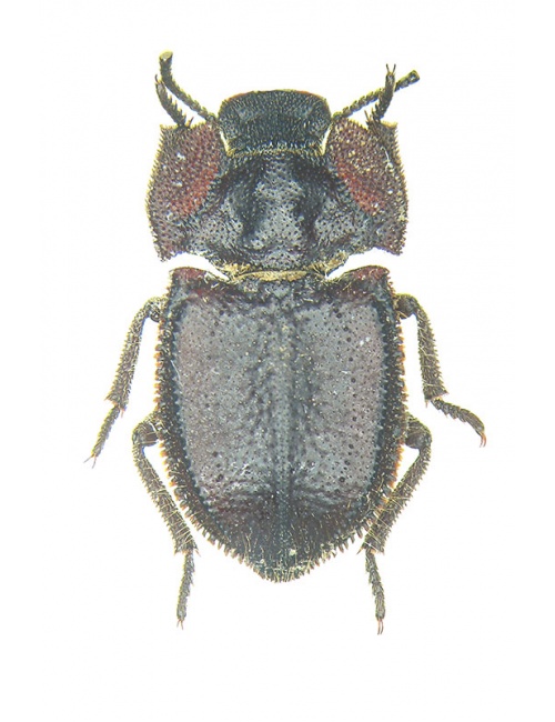 tenebrionidae-sicilia-4